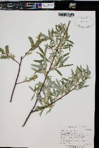 Salix lasiolepis image