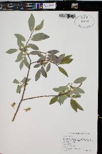 Salix monticola image