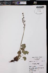 Heuchera parviflora image