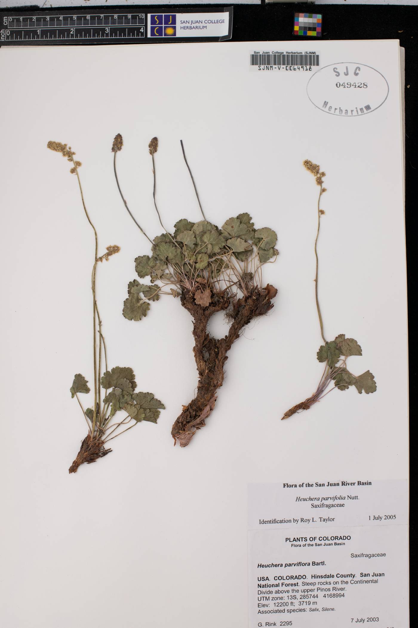 Heuchera parviflora image