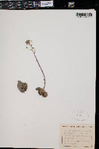 Saxifraga paniculata image