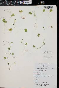 Saxifraga hyperborea image