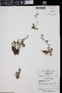 Saxifraga hyperborea image