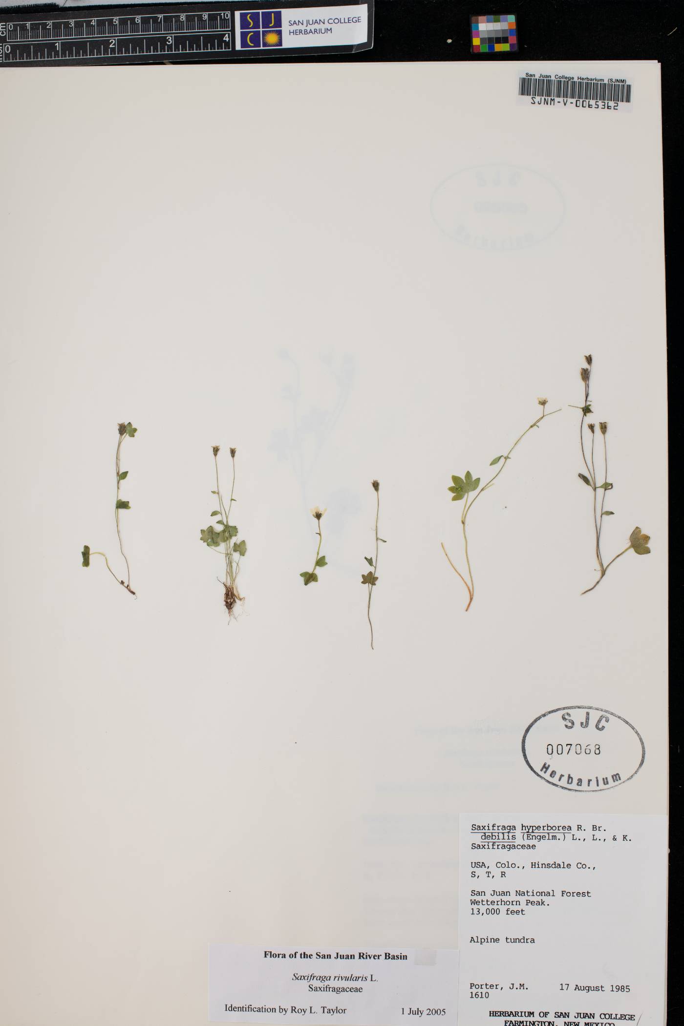 Saxifraga hyperborea image