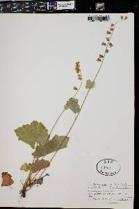 Tellima grandiflora image