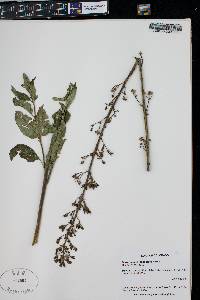 Scrophularia lanceolata image