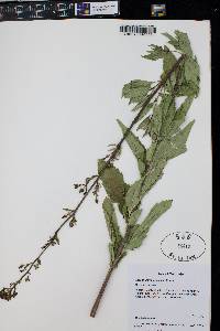 Scrophularia lanceolata image