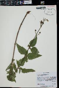 Scrophularia lanceolata image