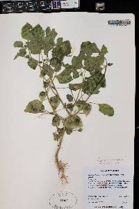 Physalis subulata var. neomexicana image