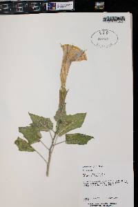 Datura wrightii image