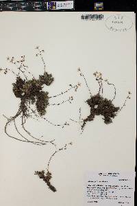 Saxifraga bronchialis image