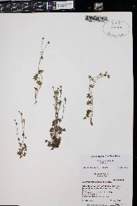 Saxifraga rivularis image