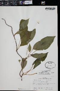 Schisandra glabra image