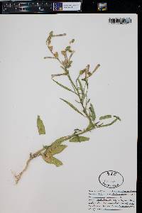 Nicotiana attenuata image