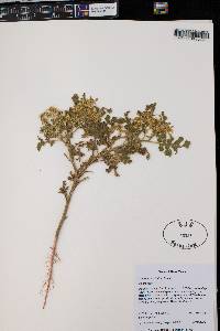 Solanum rostratum image