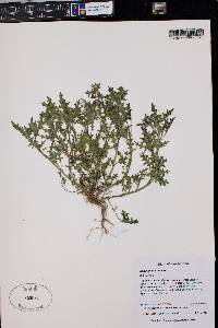 Solanum triflorum image