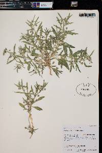 Solanum triflorum image