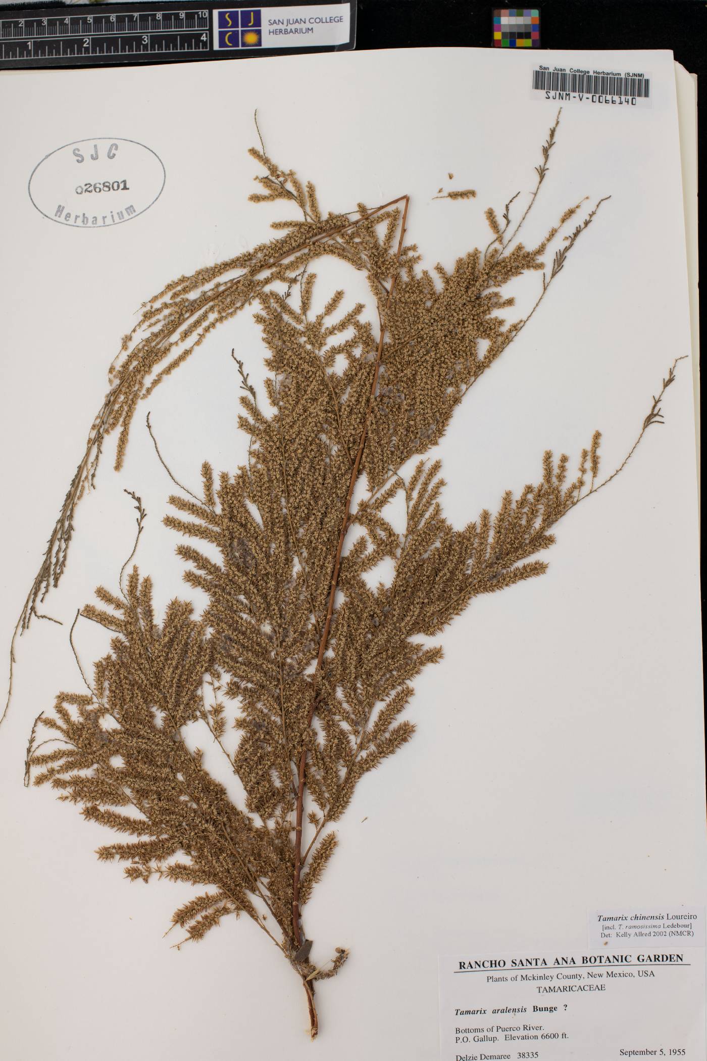Tamarix aralensis image