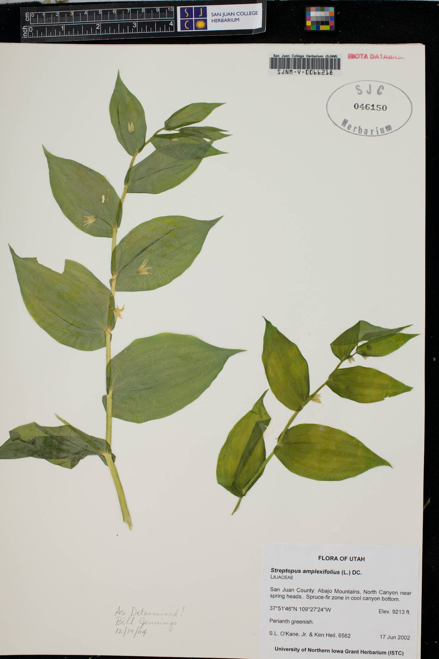 Streptopus amplexifolius image