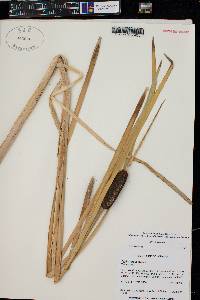 Typha angustifolia image