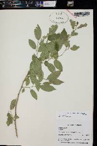 Ulmus pumila image