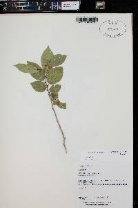 Ulmus serotina image