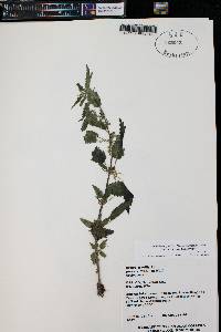 Urtica gracilis image