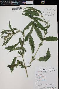 Urtica gracilis image