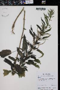 Urtica gracilis image