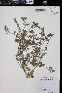 Verbena bracteata image