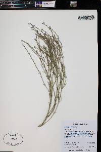 Verbena perennis image