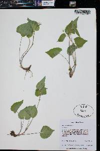 Viola canadensis subsp. canadensis image