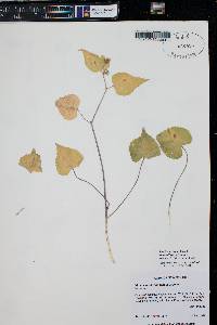 Viola scopulorum image