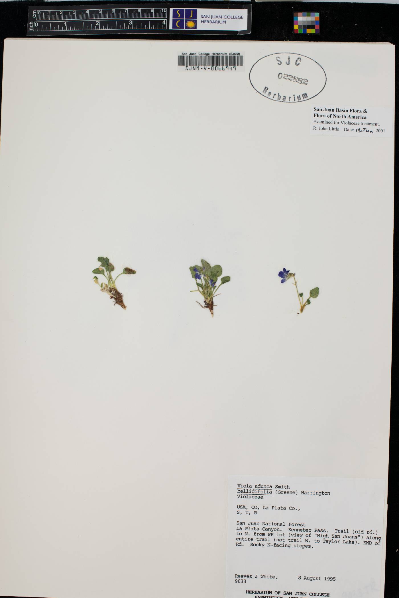 Viola adunca subsp. bellidifolia image