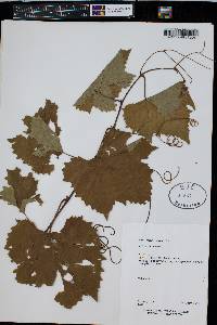 Vitis labrusca image