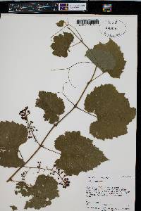 Vitis vinifera image