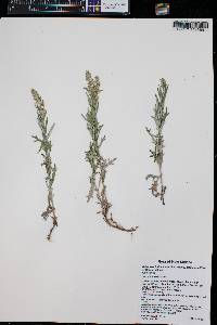 Artemisia ludoviciana subsp. mexicana image