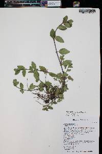 Mentha aquatica image