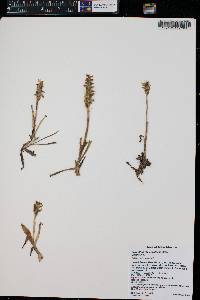 Spiranthes romanzoffiana image