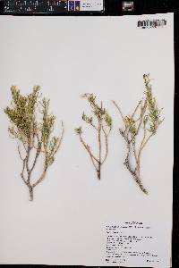 Ericameria linearifolia image