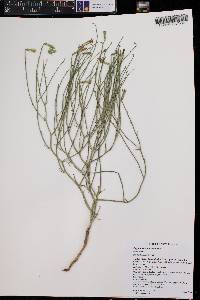 Stephanomeria exigua image