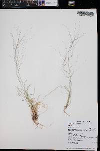 Aristida oligantha image