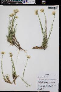 Erigeron pulcherrimus image