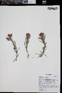 Castilleja chromosa image