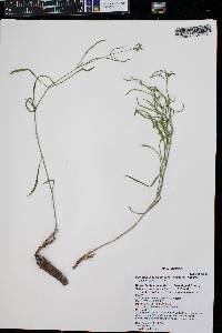 Mirabilis linearis var. linearis image