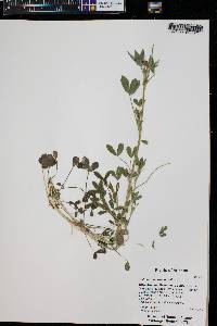 Trifolium wormskioldii image