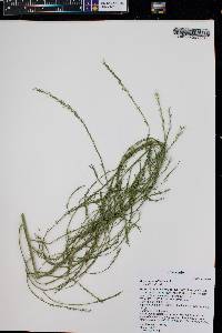 Asparagus officinalis image