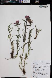 Castilleja rhexiifolia image