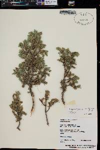 Juniperus communis var. depressa image