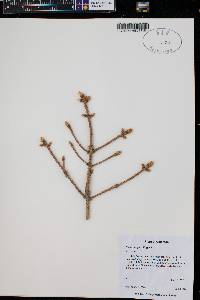 Picea pungens image